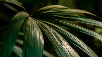 The Harmony of Hair and Health: Embracing Biophilic Beauty in 2026