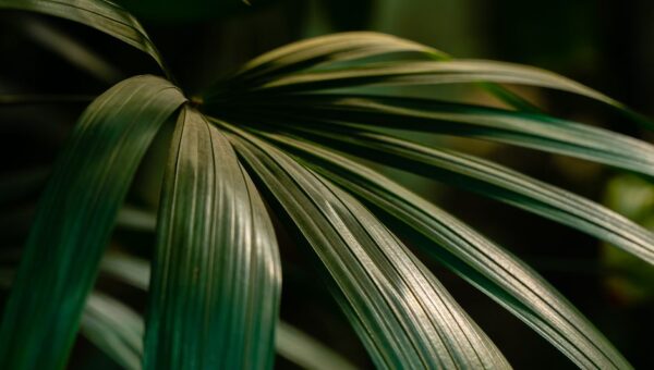The Harmony of Hair and Health: Embracing Biophilic Beauty in 2026