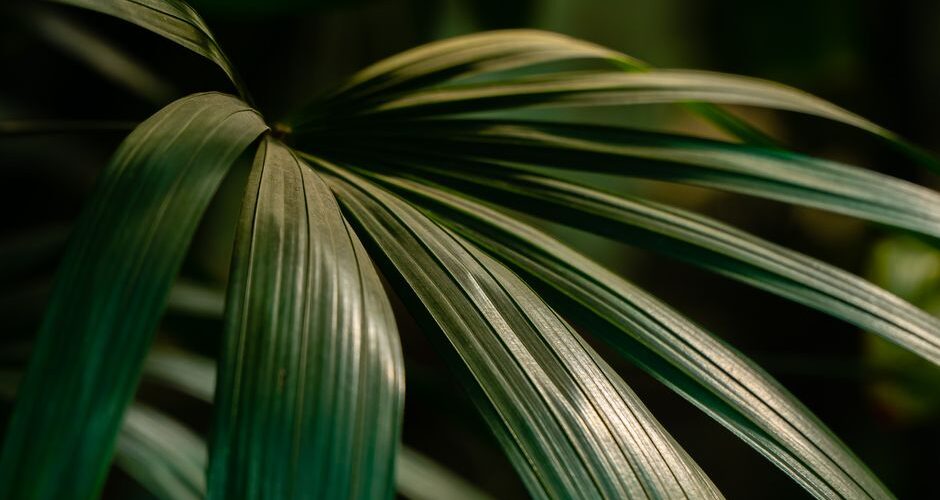 The Harmony of Hair and Health: Embracing Biophilic Beauty in 2026